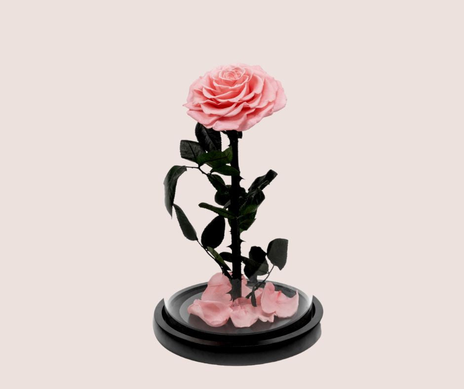 Everlast Rose Large