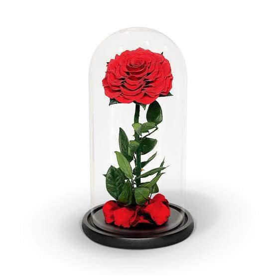 Everlast Rose medium